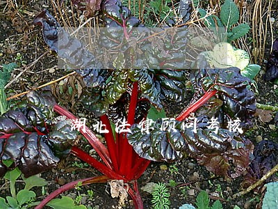 湖北法律顾问考核