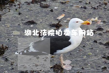 湖北法院拍卖车网站 湖北法院拍卖车网站