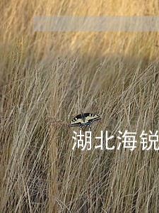 湖北海锐法律咨询 湖北海锐法律咨询