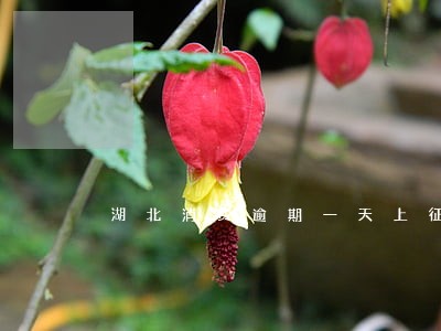 湖北消费逾期一天上征信吗 湖北消费逾期一天上征信吗