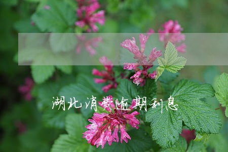 湖北消费逾期利息 湖北消费逾期利息