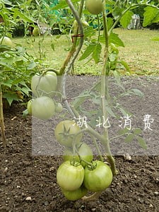 湖北消费金融逾期180天