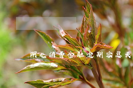 湖北消费金融逾期容忍天数 湖北消费金融逾期容忍天数