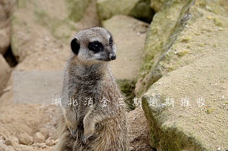 湖北消金三期逾期催收 湖北消金三期逾期催收
