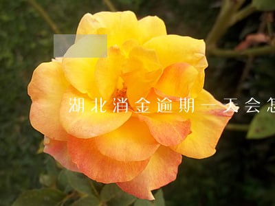 湖北消金逾期一天会怎样 湖北消金逾期一天会怎样