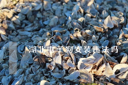 湖北电子狗安装违法吗 湖北电子狗安装违法吗