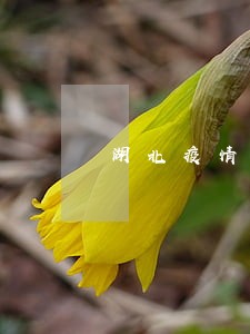 湖北疫情期间信用卡逾期