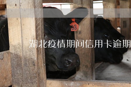 湖北疫情期间信用卡逾期了 湖北疫情期间信用卡逾期了