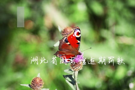 湖北省图书馆逾期罚款 湖北省图书馆逾期罚款