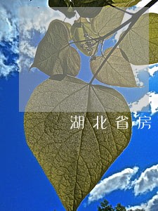 湖北省房地产律师地址 湖北省房地产律师地址