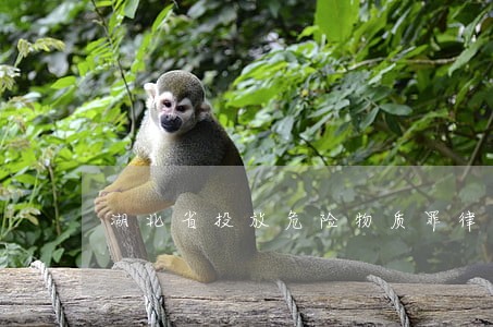 湖北省投放危险物质罪律师咨询 湖北省投放危险物质罪律师咨询