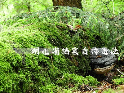 湖北省档案自持违法