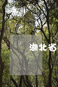 湖北省武汉法院出庭