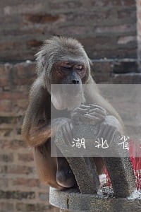 湖北省法院起诉方式