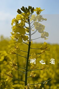 湖北省疫情车检逾期怎么办 湖北省疫情车检逾期怎么办