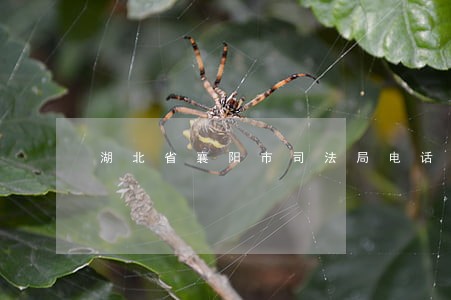 湖北省襄阳市司法局电话号码 湖北省襄阳市司法局电话号码