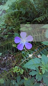 湖北网贷全面逾期