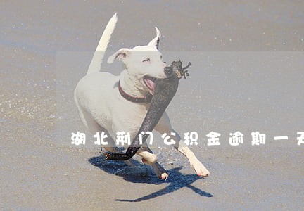 湖北荆门公积金逾期一天怎么办 湖北荆门公积金逾期一天怎么办