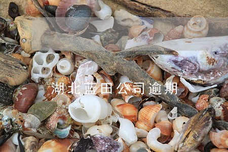 湖北蓝田公司逾期 湖北蓝田公司逾期