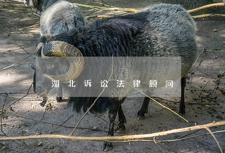 湖北诉讼法律顾问 湖北诉讼法律顾问