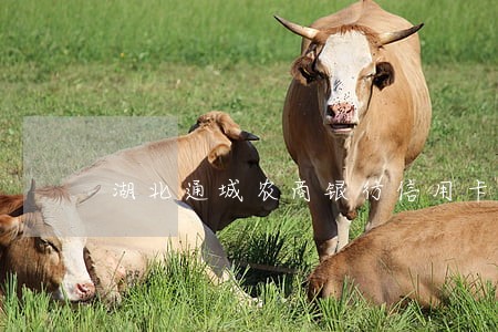 湖北通城农商银行信用卡逾期 湖北通城农商银行信用卡逾期