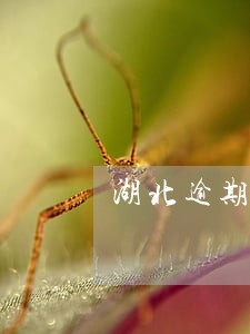 湖北逾期了还能买车吗