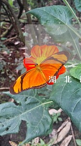 湖北逾期申报处罚 湖北逾期申报处罚