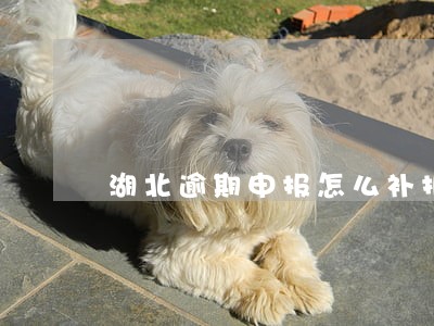 湖北逾期申报怎么补报 湖北逾期申报怎么补报