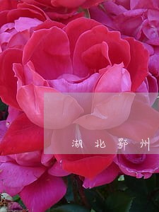 湖北鄂州没解封信用卡逾期怎么办 湖北鄂州没解封信用卡逾期怎么办