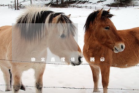 湖北鑫泽法律顾问 湖北鑫泽法律顾问