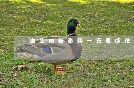 湖北阳新查获一五毒违法狂徒