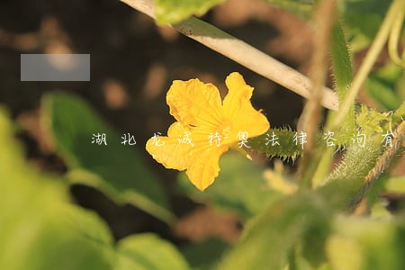 湖北龙诚特奥法律咨询有限公司 湖北龙诚特奥法律咨询有限公司
