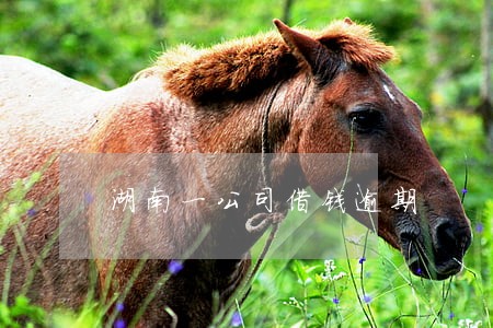 湖南一公司借钱逾期 湖南一公司借钱逾期