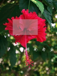 湖南专业债务律师收费 湖南专业债务律师收费