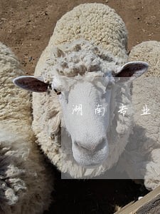 湖南专业法律咨询免费 湖南专业法律咨询免费