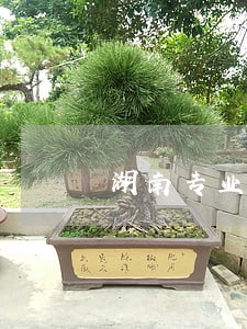 湖南专业的债务律师咨询 湖南专业的债务律师咨询