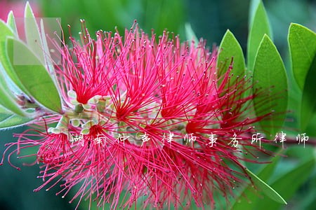 湖南仲声律师事务所律师