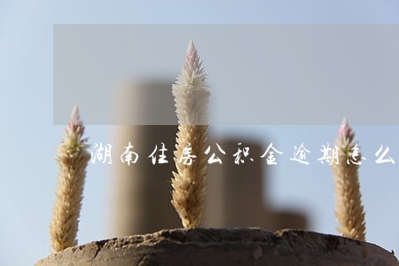 湖南住房公积金逾期怎么 湖南住房公积金逾期怎么