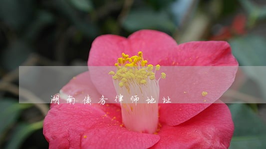 湖南债务律师地址 湖南债务律师地址