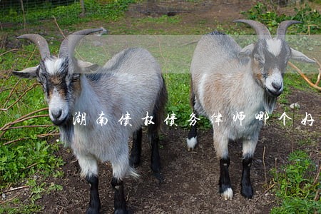 湖南债权债务律师哪个好 湖南债权债务律师哪个好