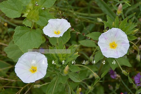 湖南免费的法律咨询 湖南免费的法律咨询