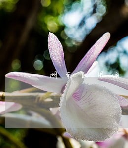 湖南医保逾期缴费多少 湖南医保逾期缴费多少