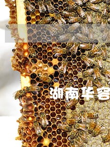 湖南华容信用卡逾期怎么办