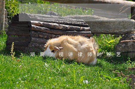 湖南卫视讲律师的综艺 湖南卫视讲律师的综艺
