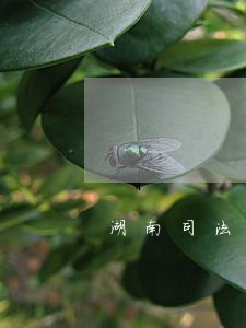 湖南司法警官職業学院 湖南司法警官職業学院