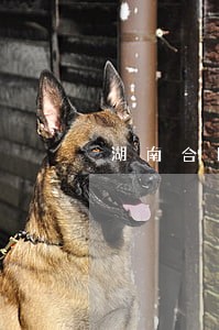 湖南合同法律顾问热线