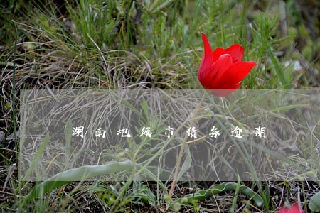 湖南地级市债务逾期