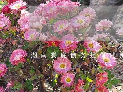 湖南娄底债务担保律师 湖南娄底债务担保律师