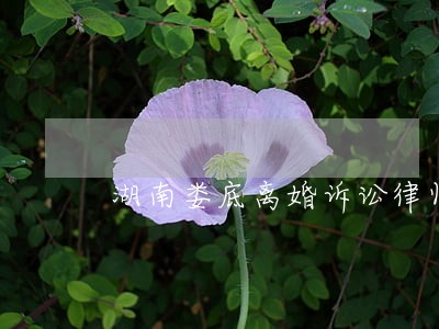 湖南娄底离婚诉讼律师怎么委托 湖南娄底离婚诉讼律师怎么委托