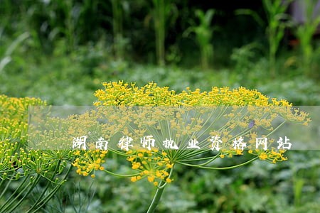湖南律师执业资格网站